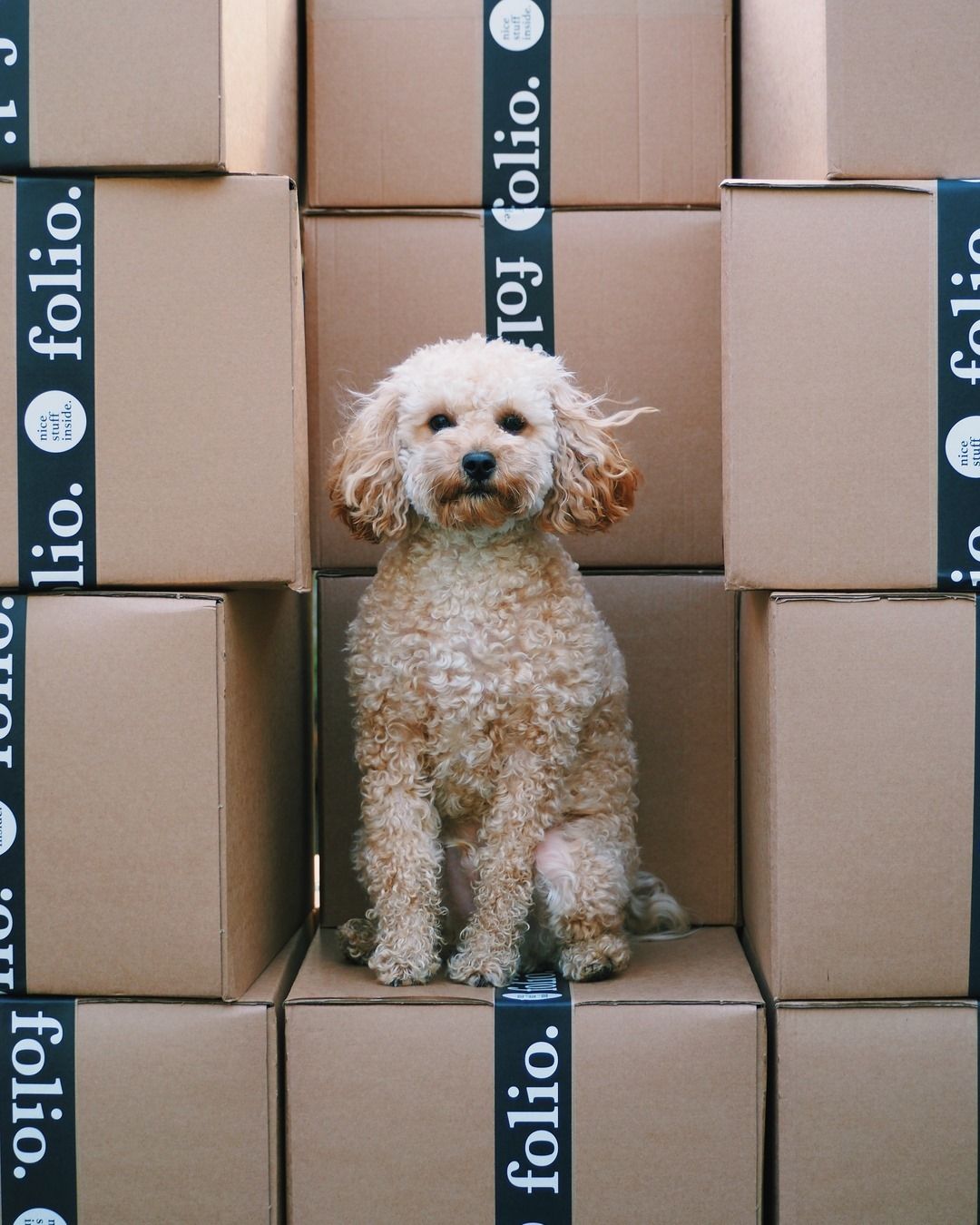 dog on top of shipping boxes