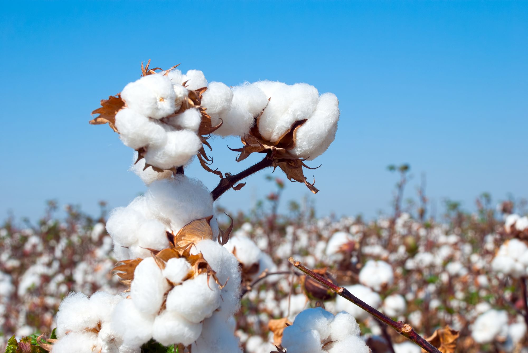 Organic cotton field