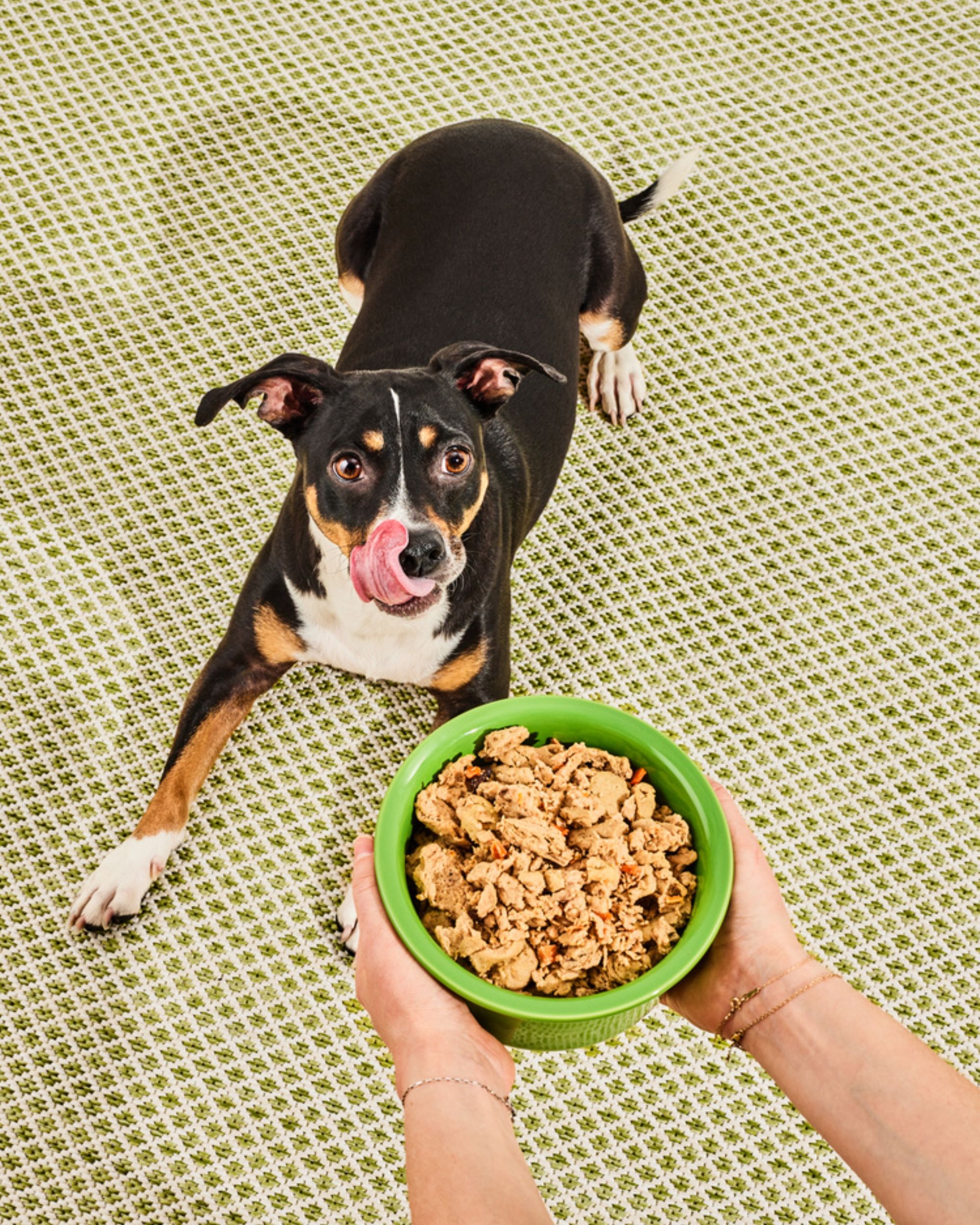 What is Moisture in Dog Food? The Scoop on Quality Packaging