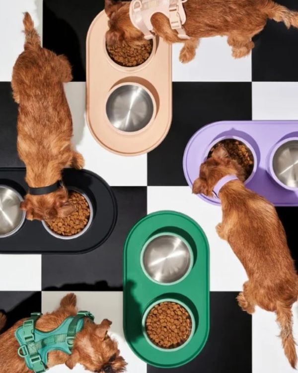 What Makes Pet Food Advertising Campaigns Go Viral?